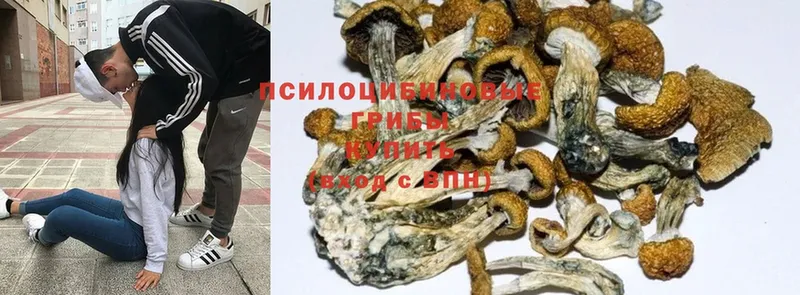 Галлюциногенные грибы Psilocybine cubensis  купить наркотик  Новоаннинский 